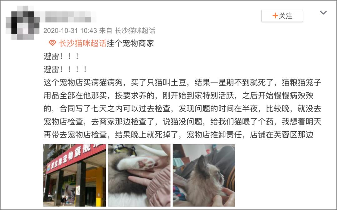 田园猫打疫苗后第二天得了猫瘟,田园猫生病会自愈吗