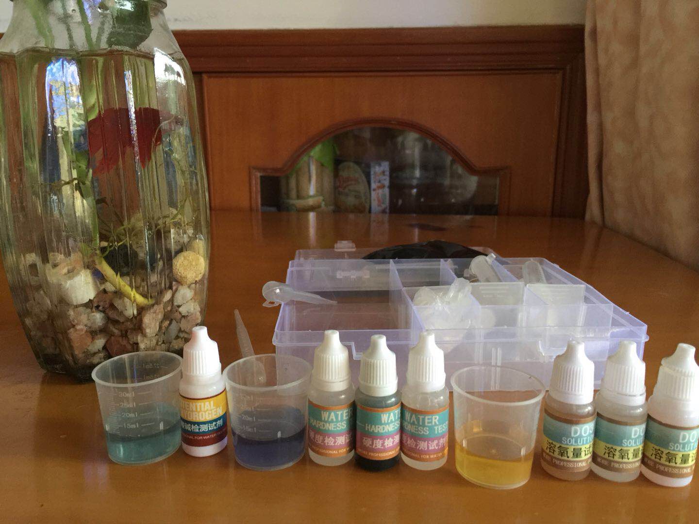 只要一点水就可以养活的植物,绿萝养斗鱼