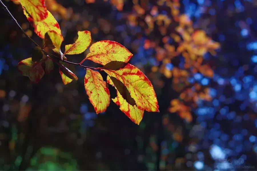 窗外的小树林作文,窗外的小树林原唱