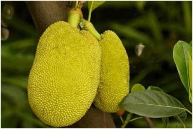 野生菠萝蜜是怎样繁殖的,高压繁殖菠萝蜜树能种吗