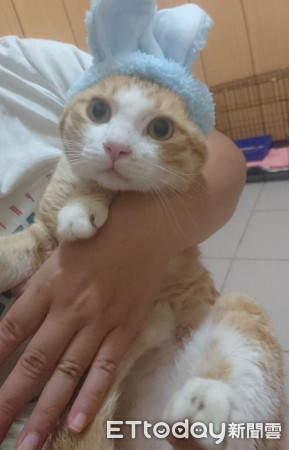 肚肚好痒软Q橘猫化身体操选手　劈一字马