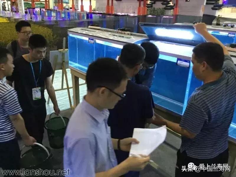 世界金鱼大赛在福州举行,2019中国世界金鱼大赛