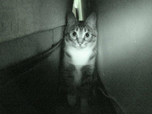 猫咪走丢了用什么方法找回,猫咪走丢了找回来的方法