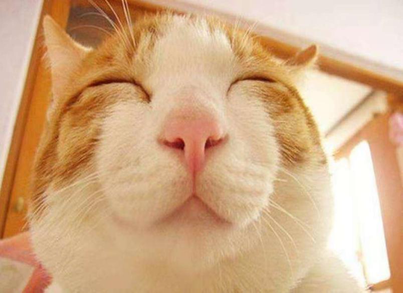 猫的100种奇特行为,猫咪的笑是怎么弄出来的