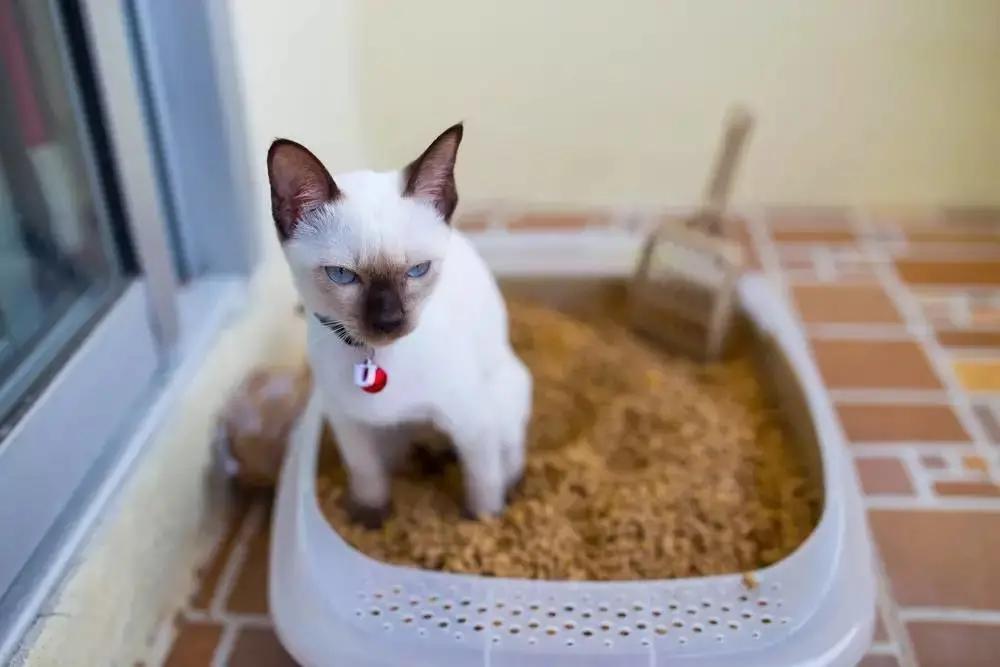 猫咪不会用滚珠怎么教,猫咪不会埋屎只会刨猫砂盆