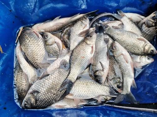 野钓鱼的正确方法,野钓怎么判断鱼情