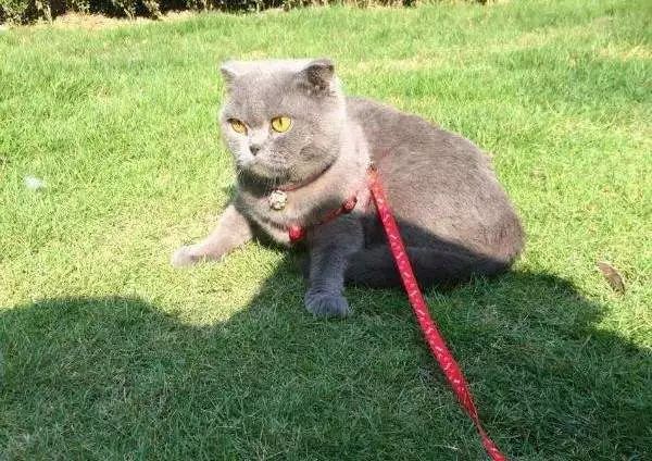 从来没出过家门的猫咪可以出门吗,从来没出过门的猫咪能带出去玩吗