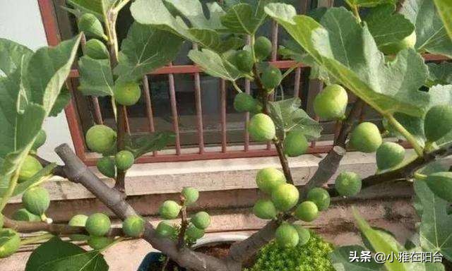 盆栽无花果怎么养护,盆栽无花果怎么养护最好
