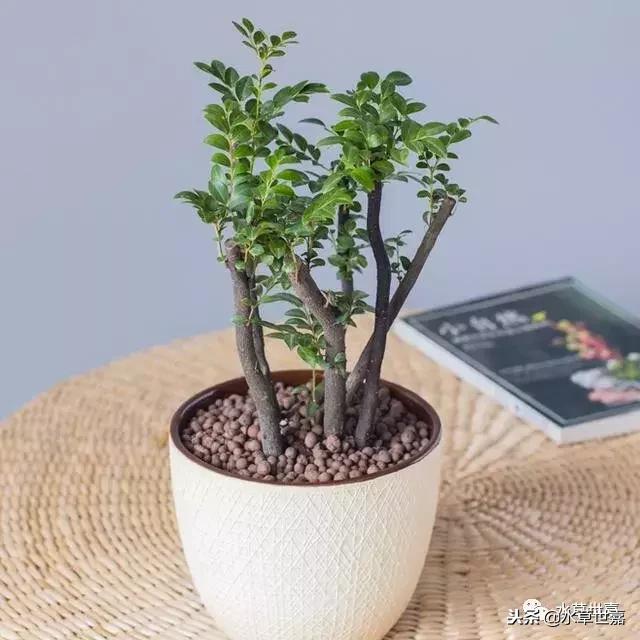 30cm水陆缸适合养什么,水陆缸植物前景中景后景搭配介绍