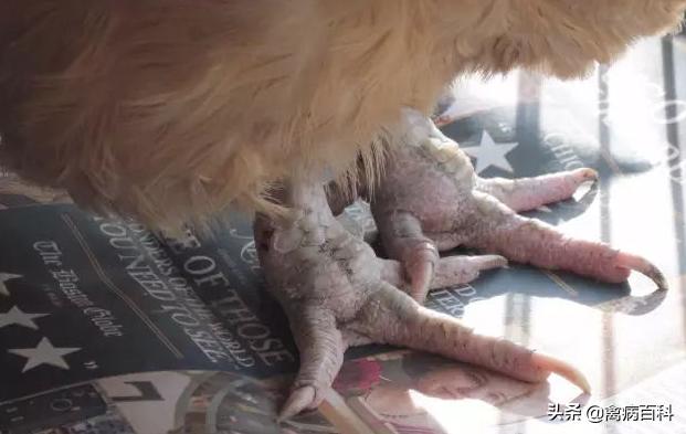 鸡鸭鹅生病了怎么治疗,鸡鸭鹅肿脚病