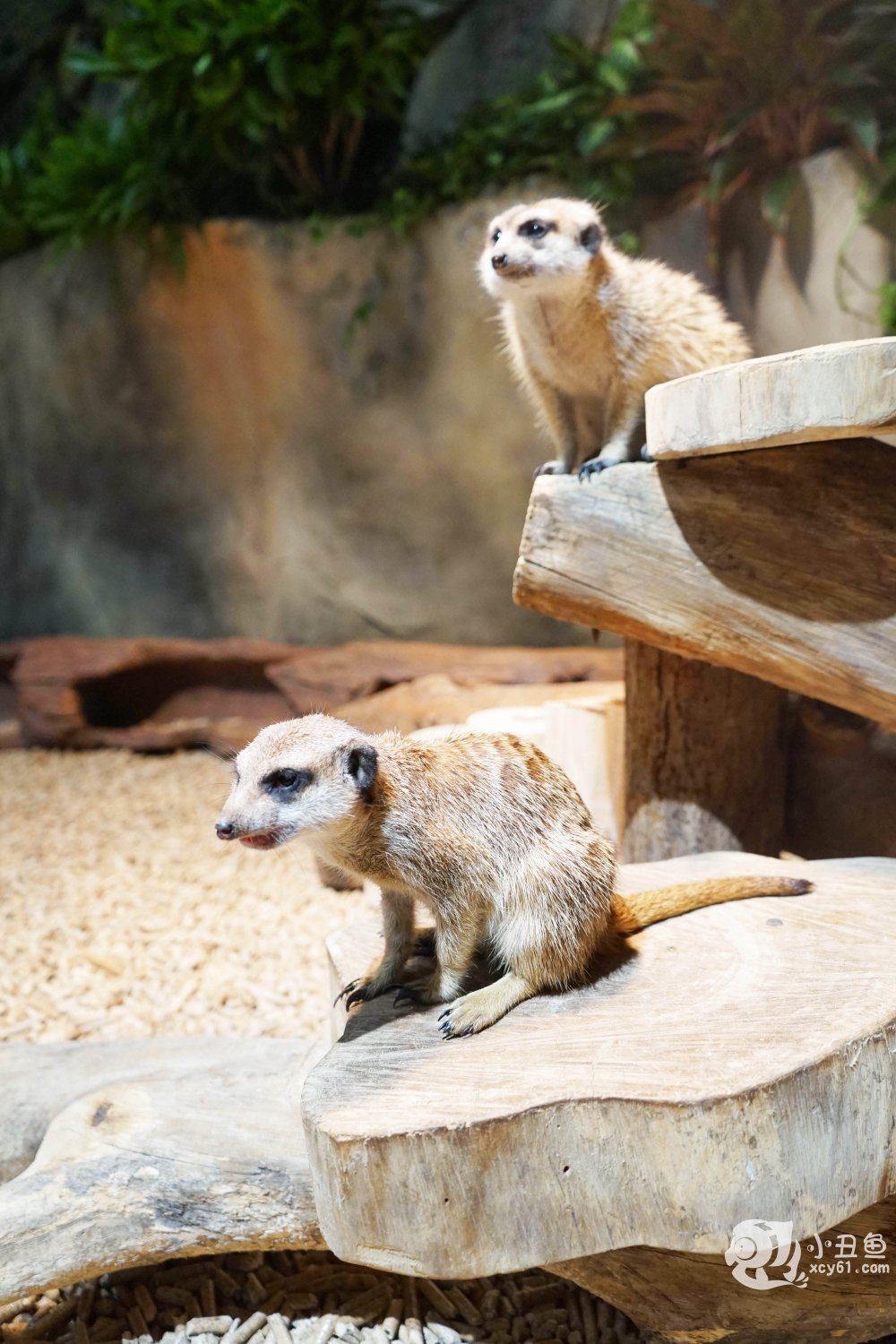 儿童玩的遛娃好去处,有动物的溜娃好去处