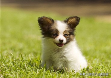 高颜值肌肉奶狗,什么样的小奶狗最可爱
