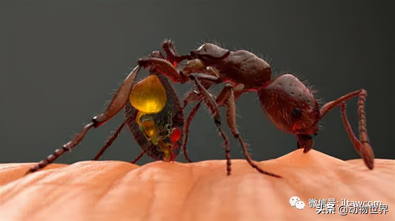 消灭入侵红火蚁,红火蚁入侵完整版