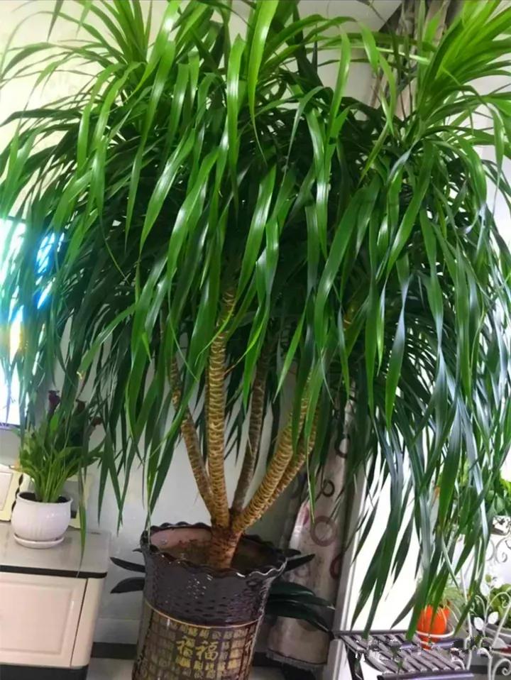 什么花放在家里最好看最实用,放家里风水好又好养的花有哪些