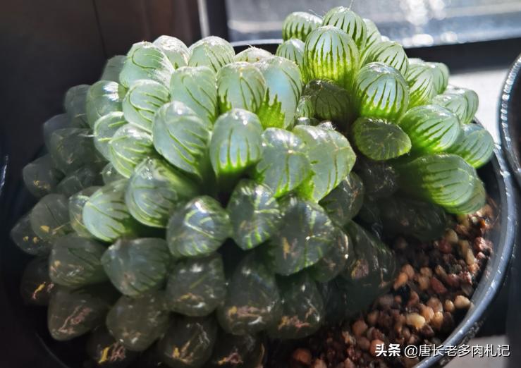 多肉玉露为什么会有虫,玉露多肉上面长的东西是什么