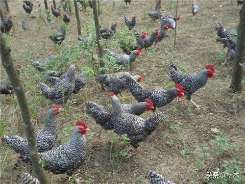 山东芦花鸡养殖联系方式,芦花鸡养殖前景如何