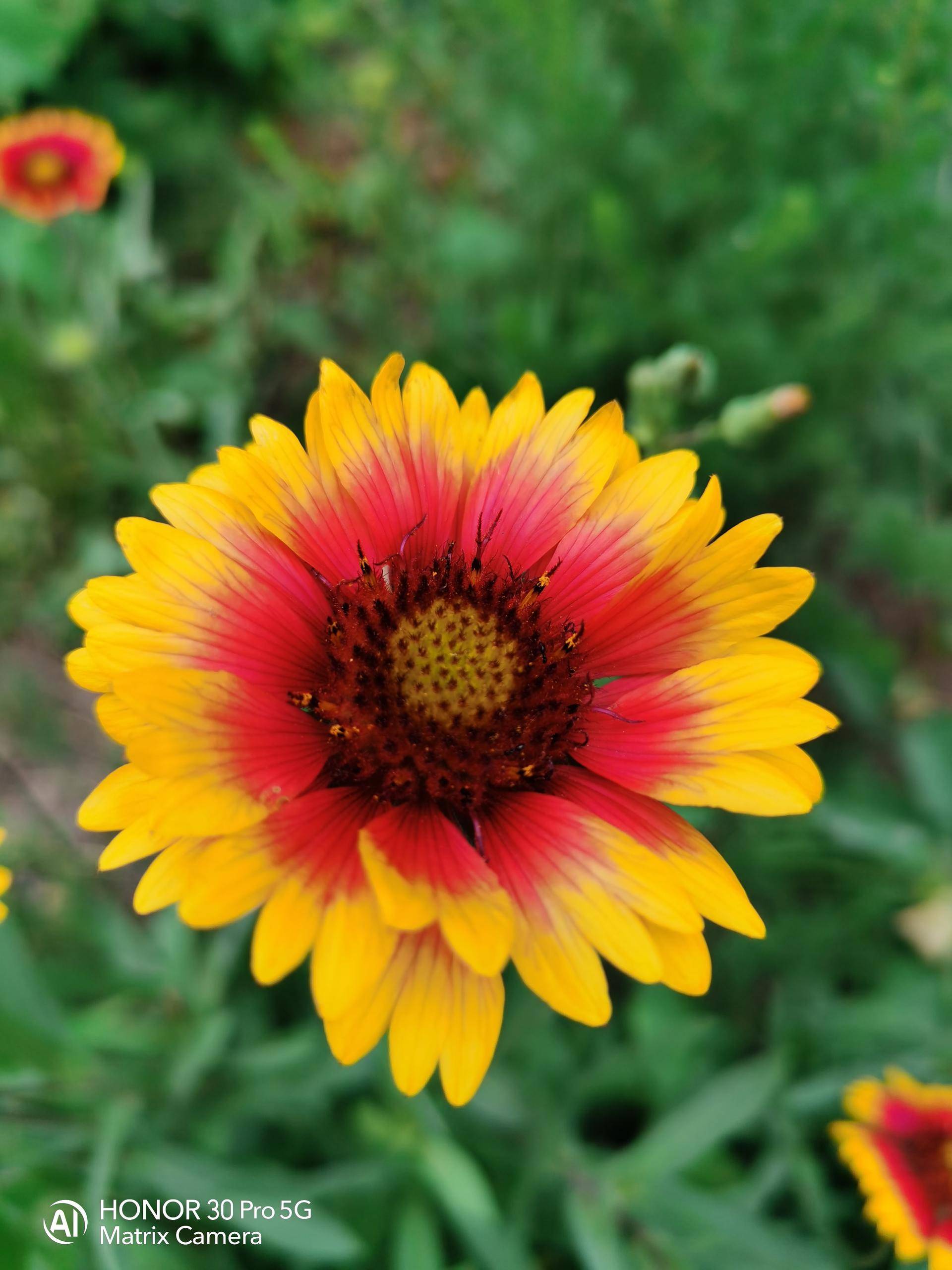 荣耀30pro用一个月的感受,荣耀30pro真实使用感受