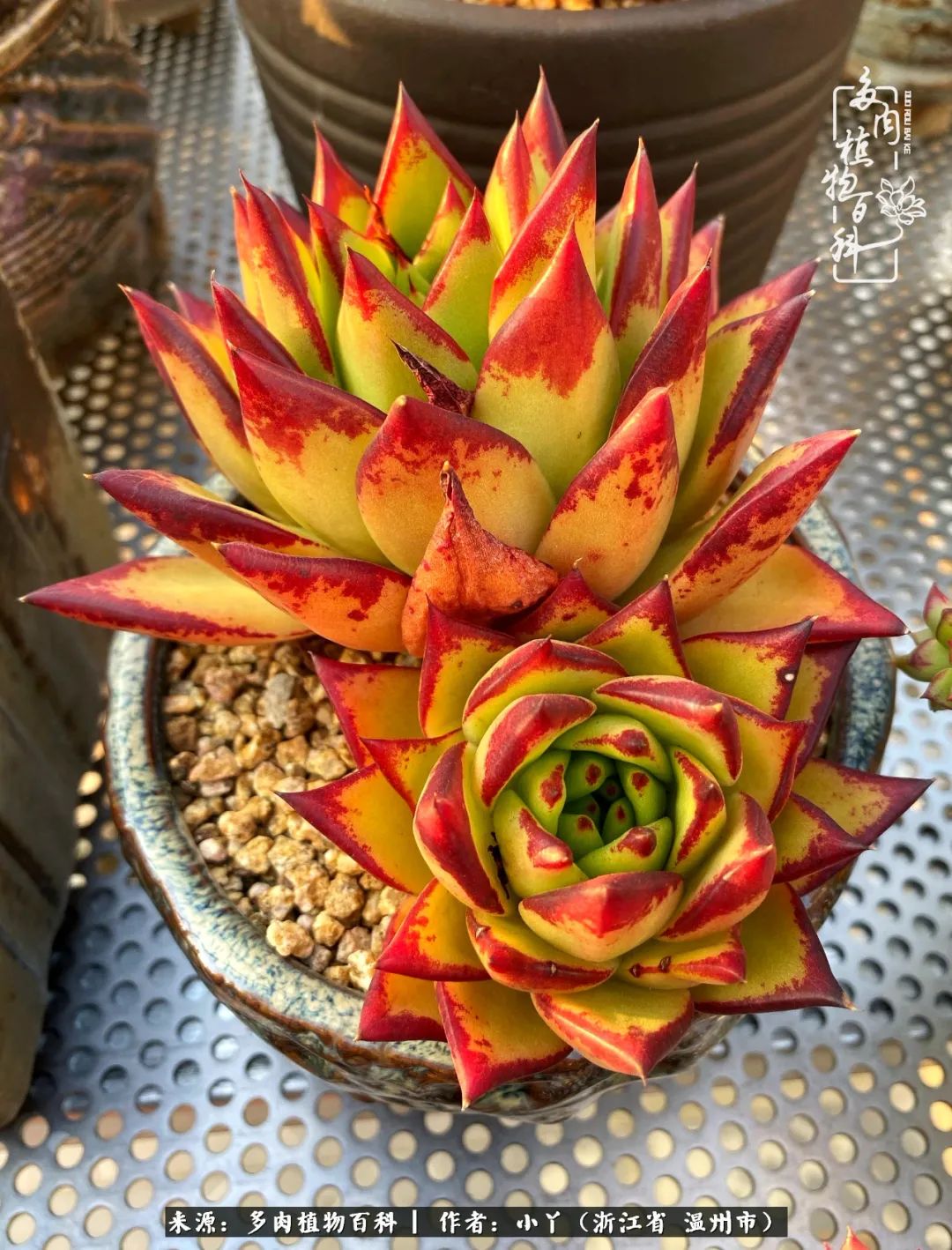 祖上无院家里无矿,一腔浪漫情怀付诸楼顶造花