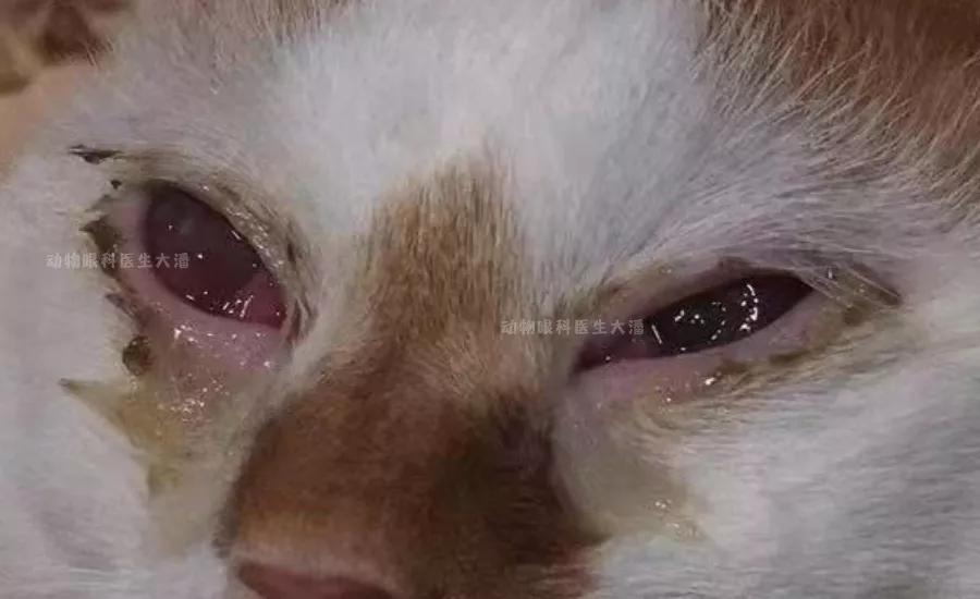 眼角膜溃烂能做角膜移植手术吗,双眼角膜溃疡