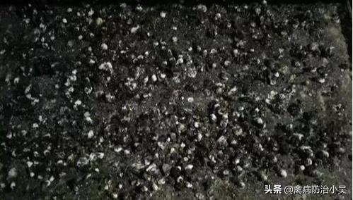 鸡坏死性肠炎的症状与治疗,鸡拉黑色粪便用什么药治疗