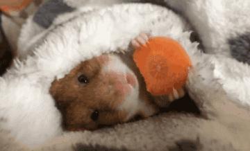 只要19.9元!3000+昆虫萌宠来袭!首届昆虫萌宠主题沉浸展空降武汉