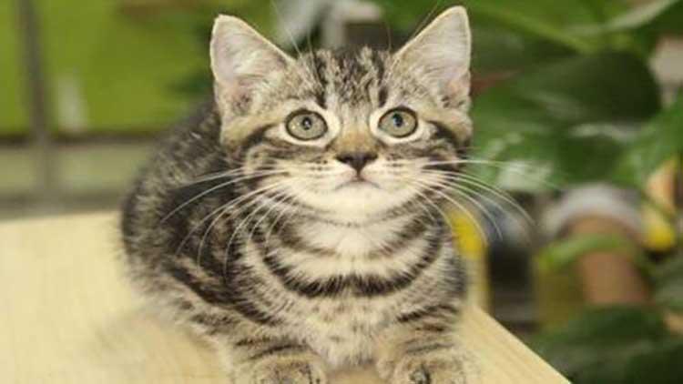 我国特有的猫咪一生只认一个主人,一生只认一个主人的宠物