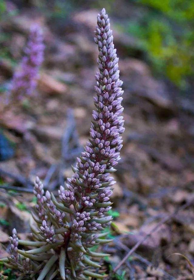 农村瓦片上长的多肉,农村多肉随便养