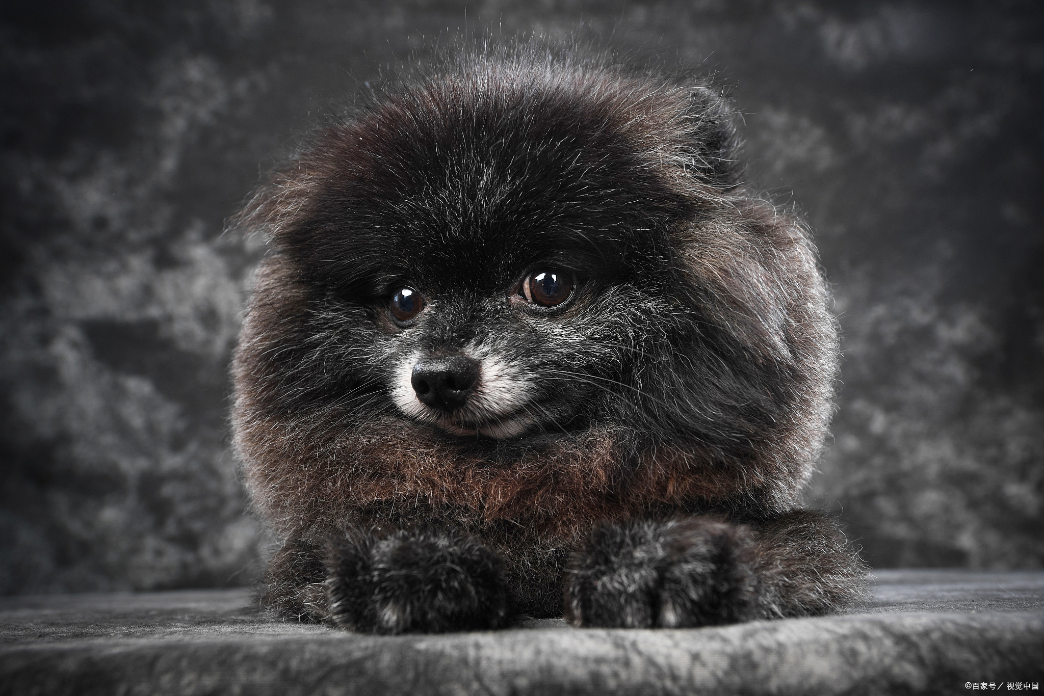 博美一天吃多少狗粮合适,博美一天喂多少狗粮正常