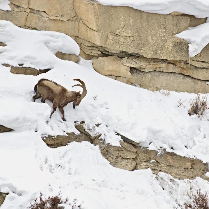 谁在保护金丝猴,谁在保护北极熊