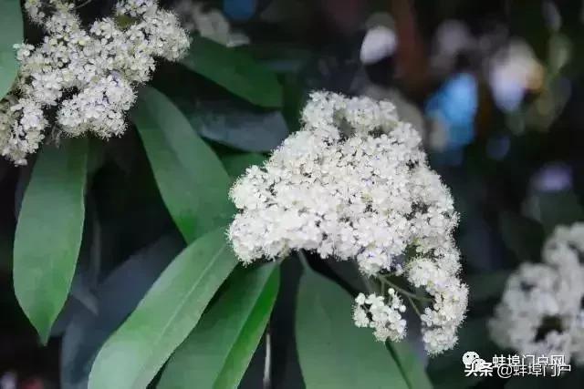 蚌埠各小区这种散发着精液味道的花你知道名字嘛