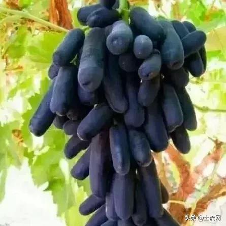 水果最新盈利模式,如何把低价水果销量上去并且赚钱