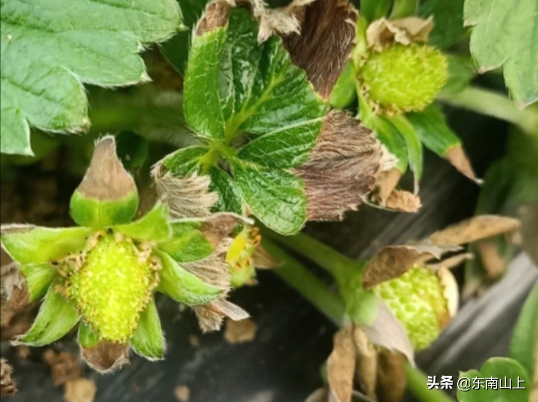 缺钙有什么症状和危害及原因,作物缺钙镁的症状图