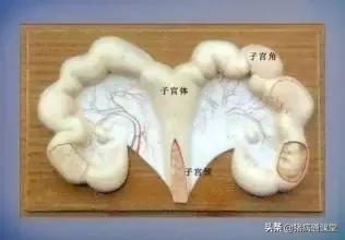 母猪后肢无力什么原因,什么是母猪子宫收缩无力