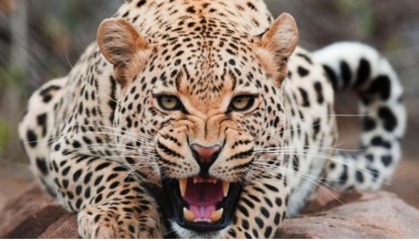 猫科动物战斗力排行榜详细版,战斗力最强的猫科动物排名榜