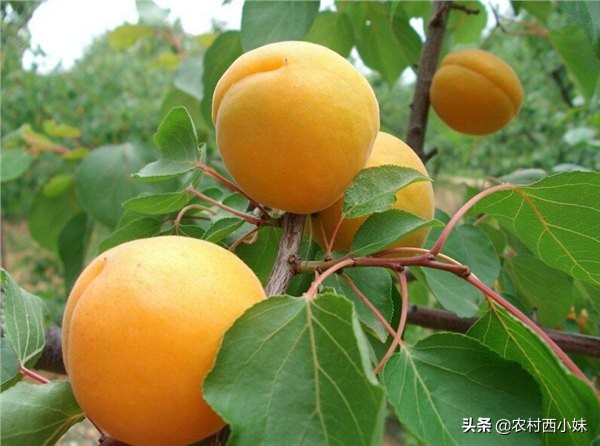 种植杏树苗的方法,种植杏树一般株行距多远最适宜