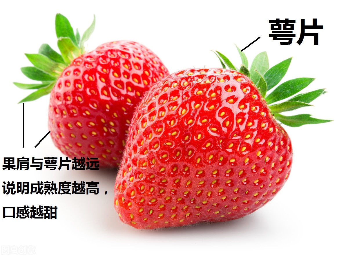 草莓的正确摘法是怎么摘,草莓采摘方法和技巧