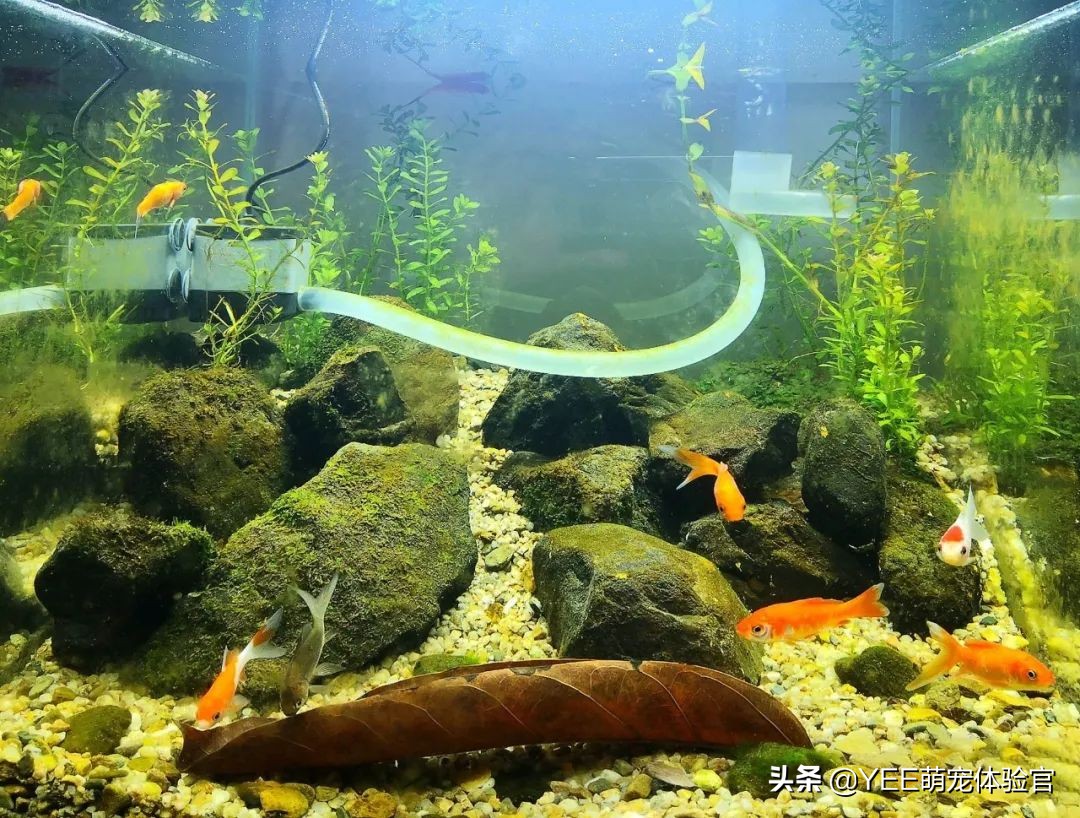 鱼缸爆褐藻怎么能变成绿藻,鱼缸爆绿藻对鱼有危害么