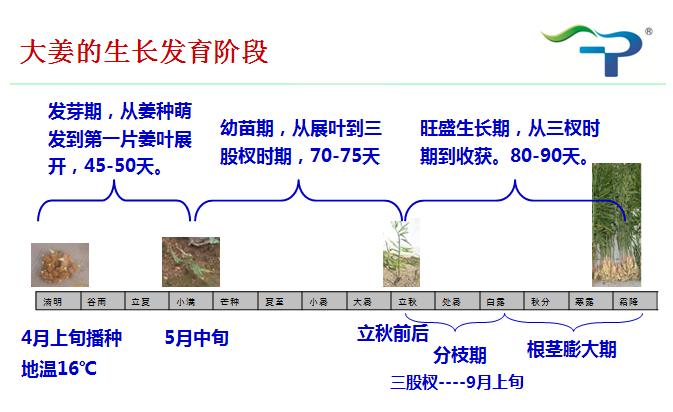 大姜治什么病害,大姜的常见病害有哪些