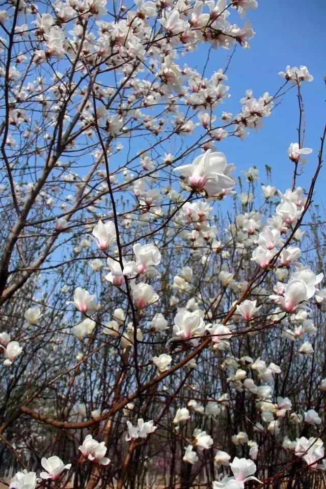 济南3月免费赏花攻略,花都开了济南周边赏花攻略收好