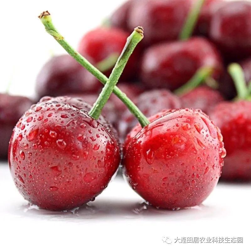 大连樱桃和其他产区樱桃口感区别,山东樱桃和大连樱桃哪个好