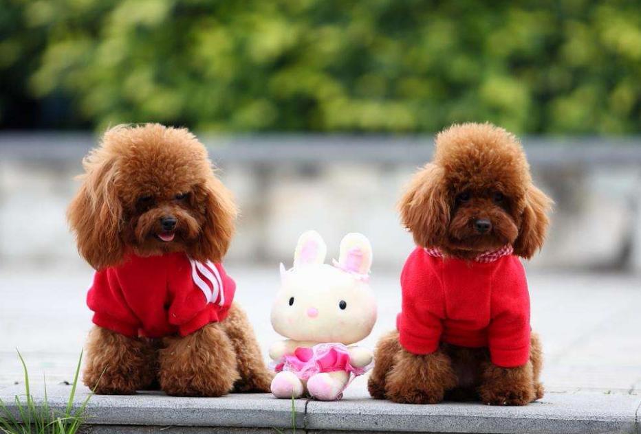 贵宾犬可以活到几年,贵宾犬狗的寿命大概是多久