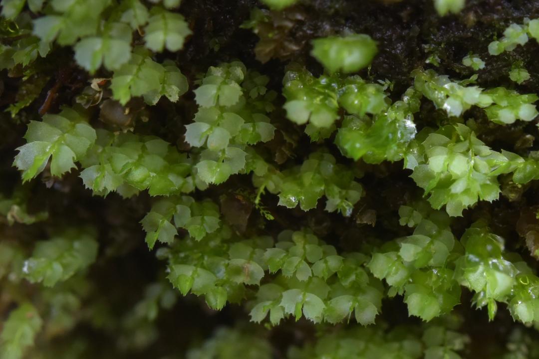 吃毒菇、睡蛇窝,只为挖一堆草,这个重庆博士要做当代神农