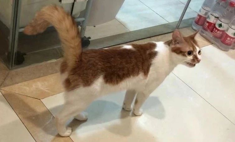 猫咪误食塑料要做手术存活率高吗,猫咪会误食哪些异物有危险