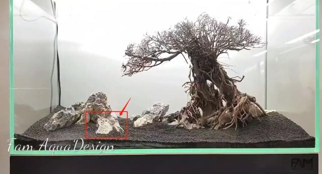 莫斯树到底好不好,莫斯树是什么