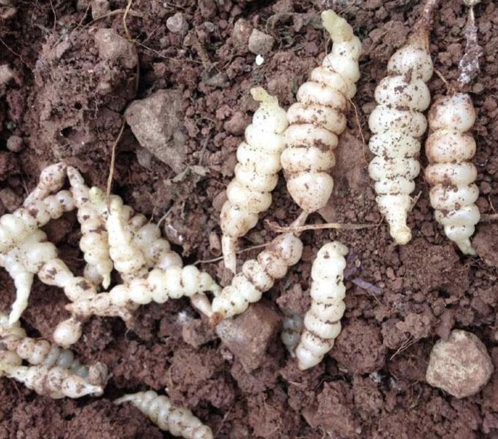 农地里有1种“地环”，比车前草顽强，1斤卖20元，珍贵、值钱