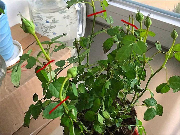 月季常见病害图解,月季枝干高花苞小怎么办