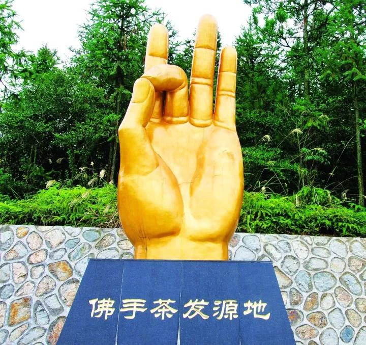 永春佛手茶对比铁观音,永春佛手茶和铁观音茶的区别