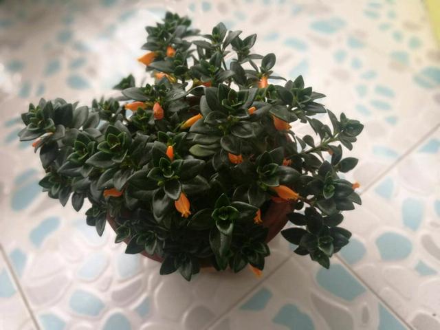 金鱼吊兰开的花最好看,金鱼吊兰开花图片