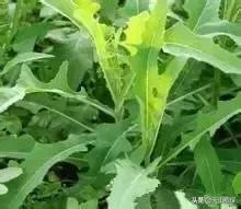 荒漠发现的生物,新疆戈壁滩常见低矮植物