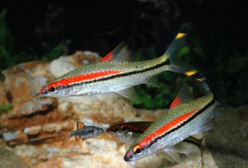 灯科鱼为什么在小缸里养不活,草缸少见的灯科鱼介绍